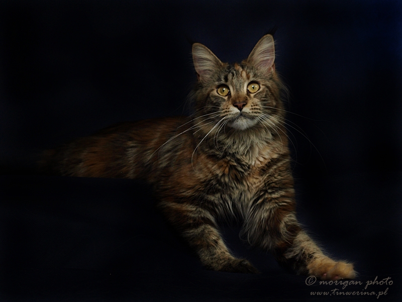 kocięta maine coon