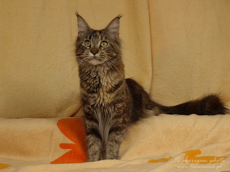 kocięta maine coon