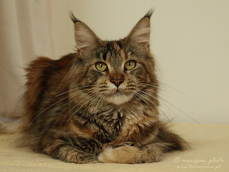 kocięta maine coon