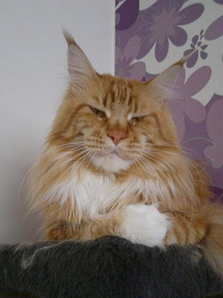 kocięta maine coon