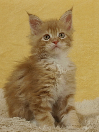 kocięta maine coon