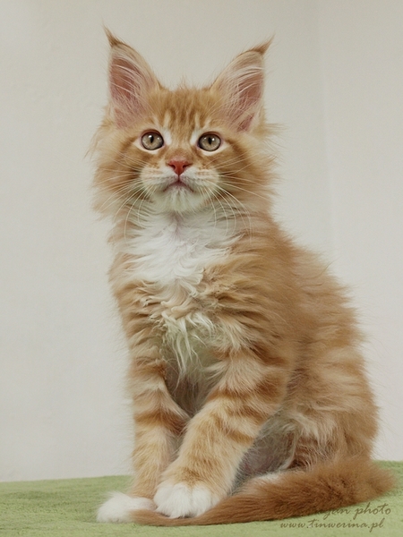 kocięta maine coon