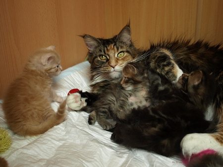 kocięta maine coon