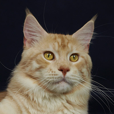 kocięta maine coon