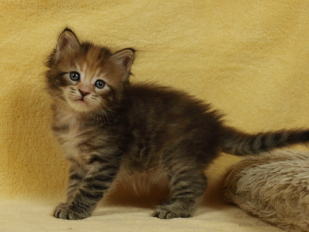 kocięta maine coon