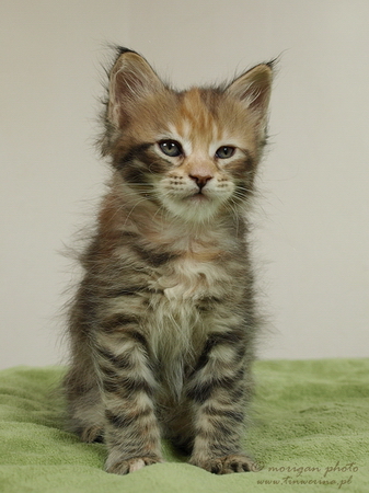 kocięta maine coon