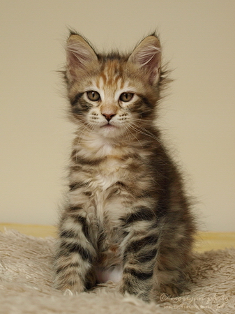 kocięta maine coon