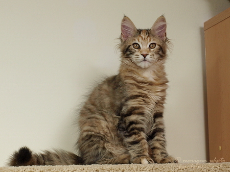kocięta maine coon