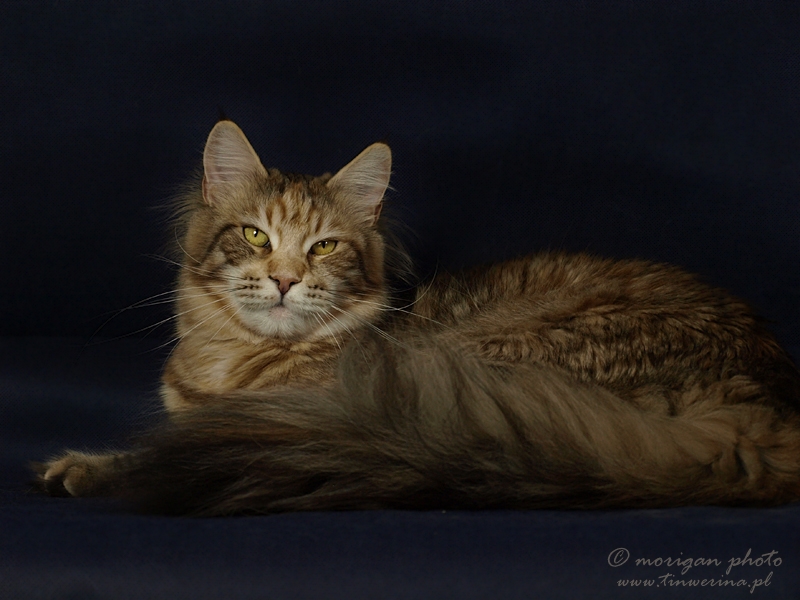 kocięta maine coon