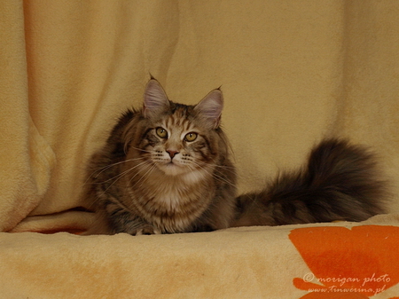 kocięta maine coon