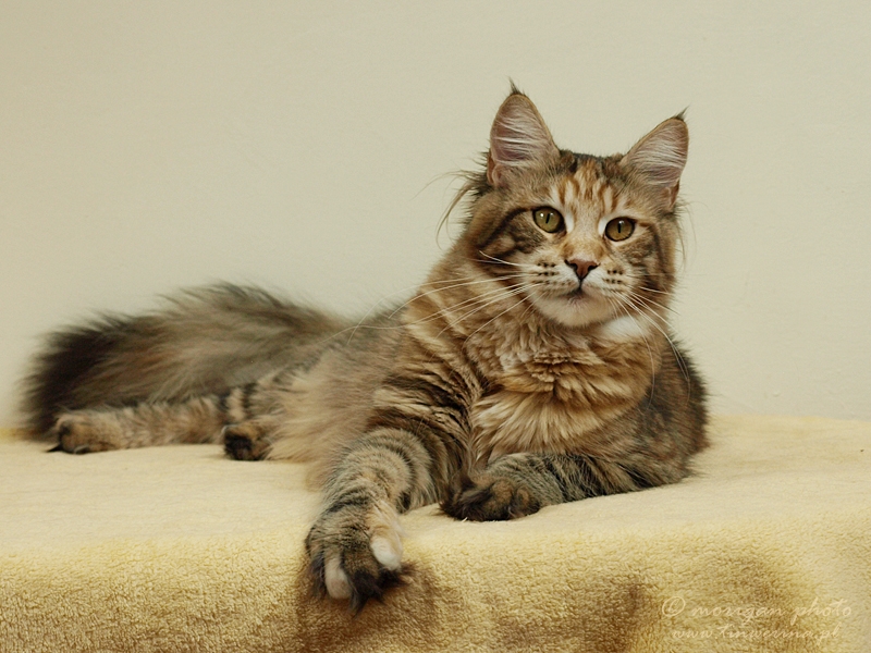 kocięta maine coon