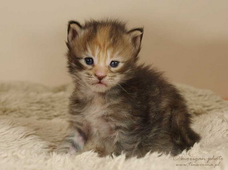 kocięta maine coon