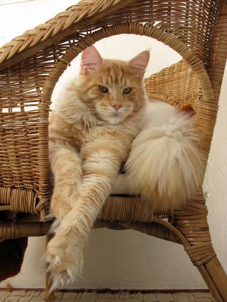 kocięta maine coon