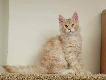 kocięta maine coon