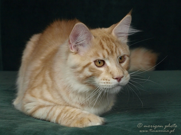 kocięta maine coon