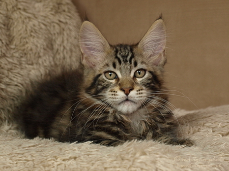 kocięta maine coon