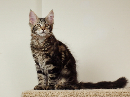 kocięta maine coon