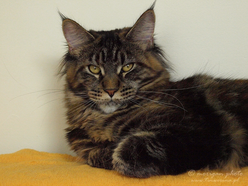 kocięta maine coon