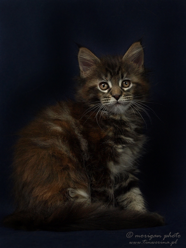 kocięta maine coon