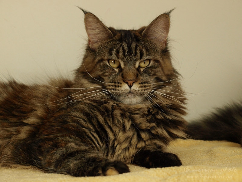 kocięta maine coon