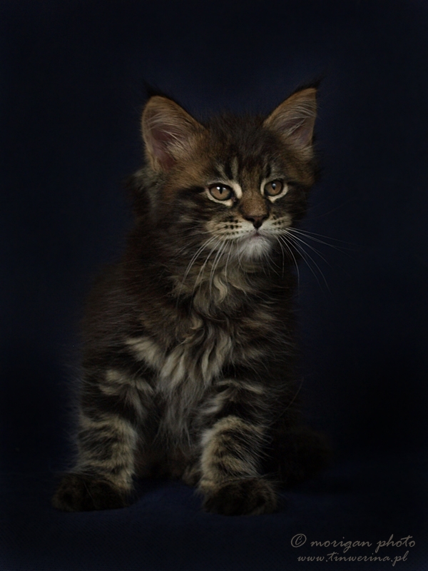 kocięta maine coon