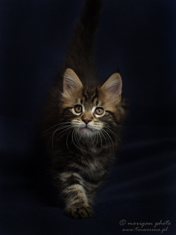 kocięta maine coon