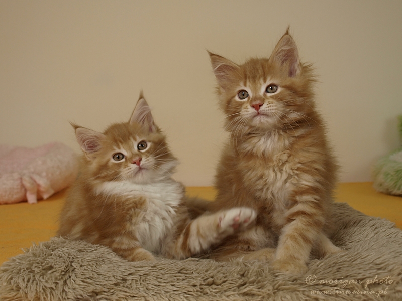 kocięta maine coon
