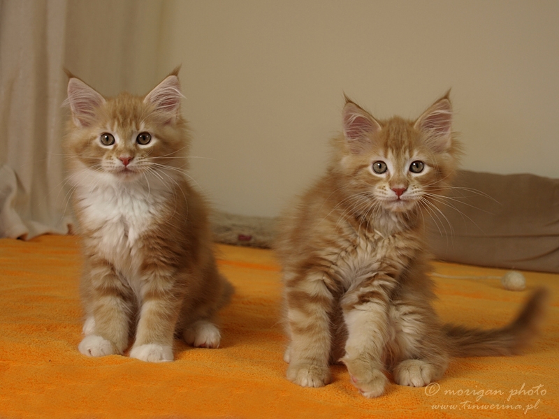 kocięta maine coon