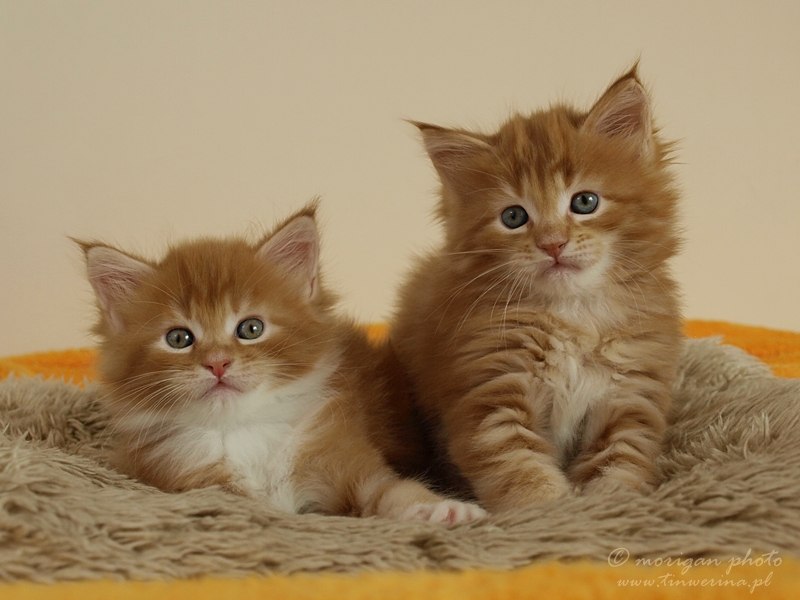 kocięta maine coon