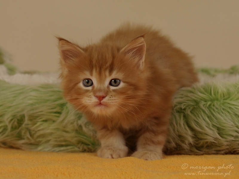 kocięta maine coon