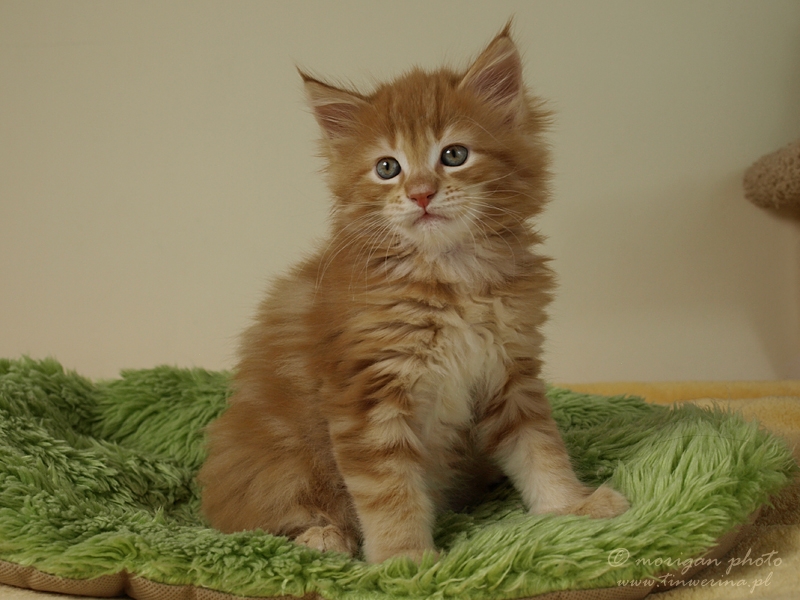 kocięta maine coon