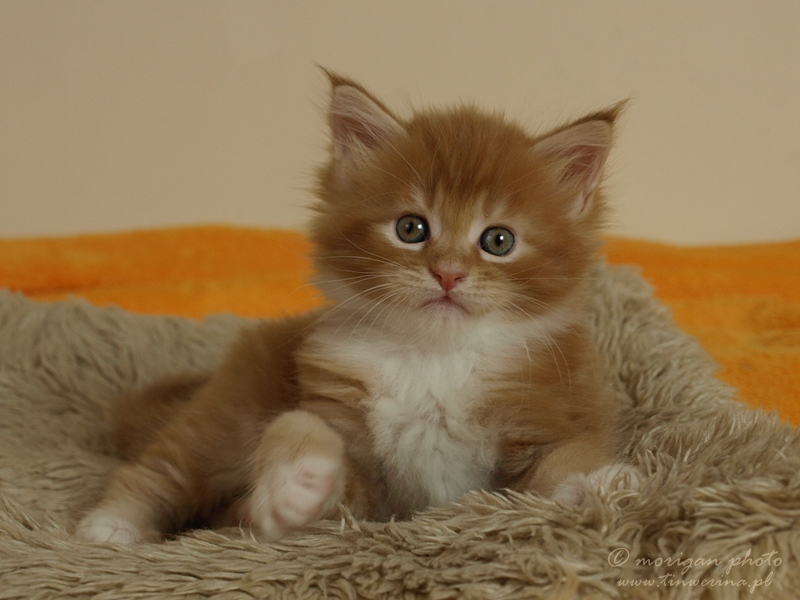 kocięta maine coon