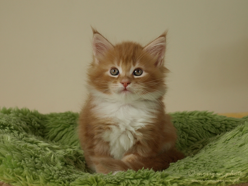 kocięta maine coon