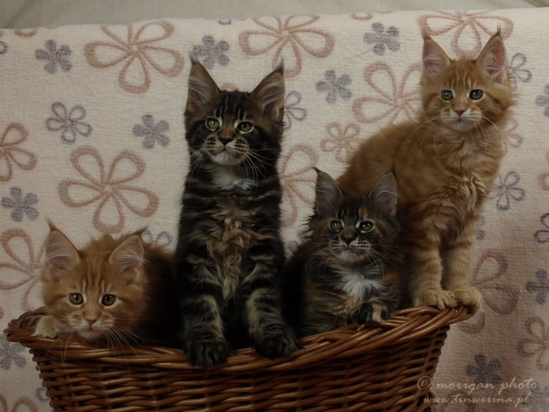 kocięta maine coon
