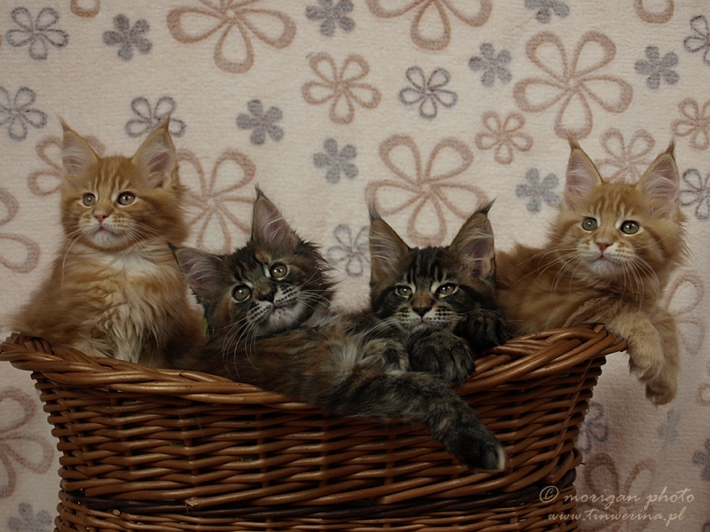 kocięta maine coon