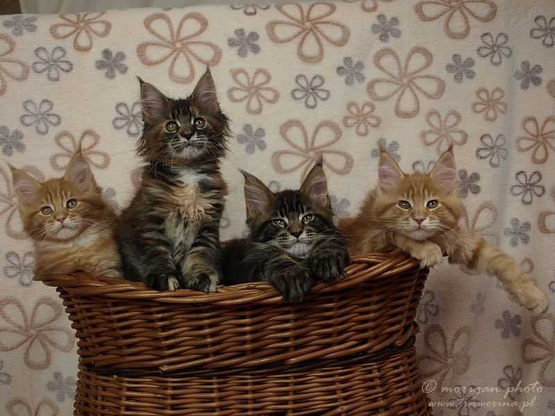 kocięta maine coon