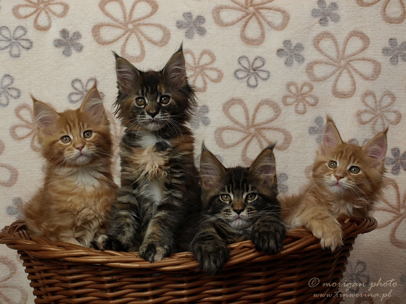 kocięta maine coon