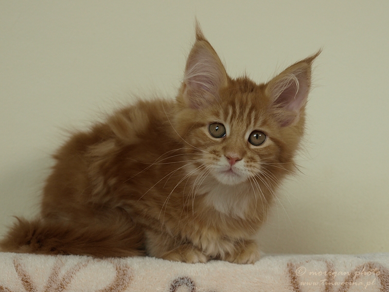kocięta maine coon