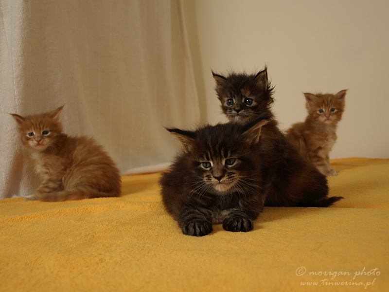 kocięta maine coon