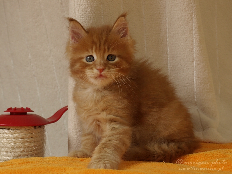 kocięta maine coon