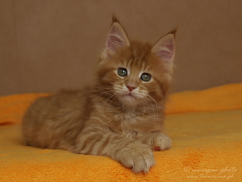 kocięta maine coon