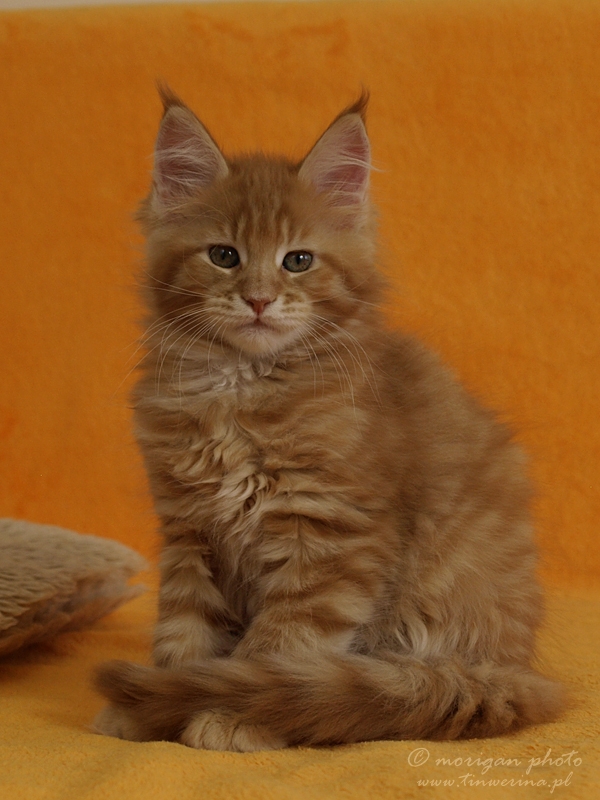 kocięta maine coon