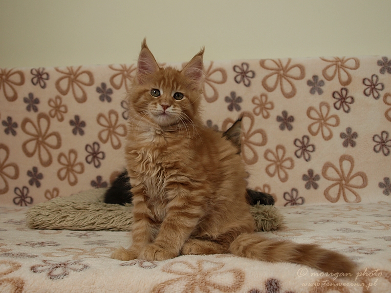 kocięta maine coon