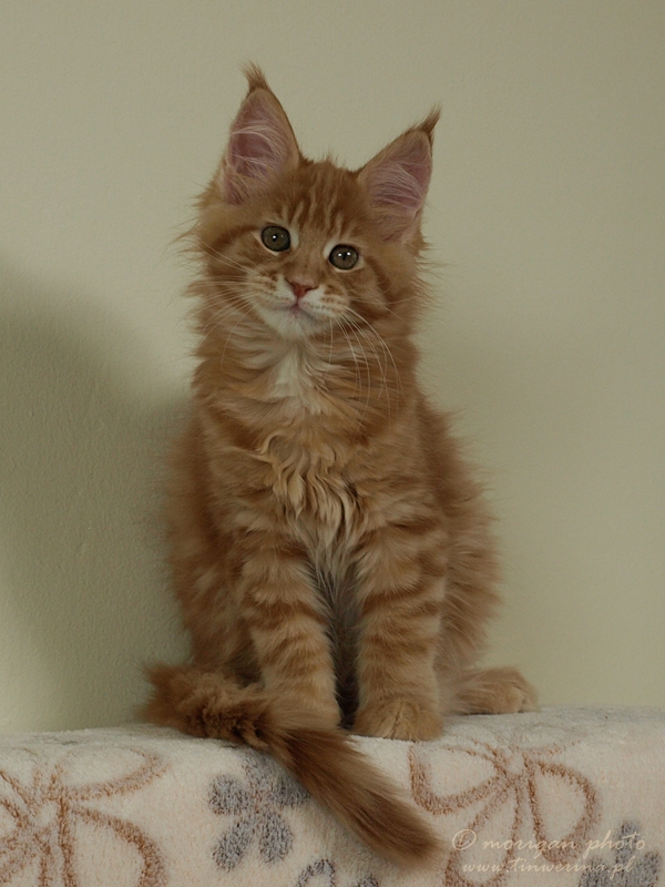 kocięta maine coon