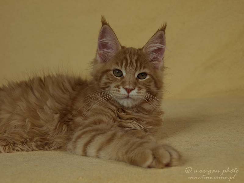 kocięta maine coon