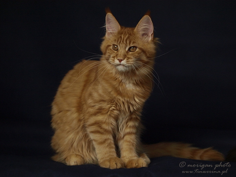kocięta maine coon