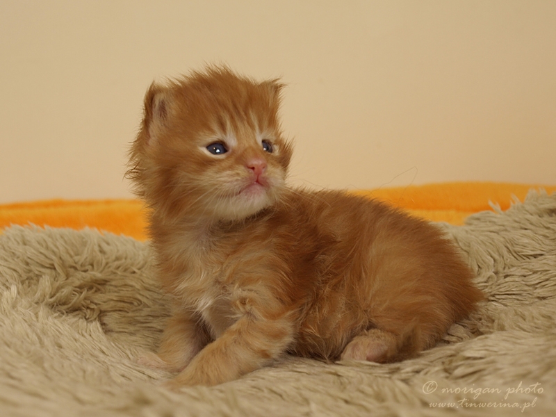 kocięta maine coon