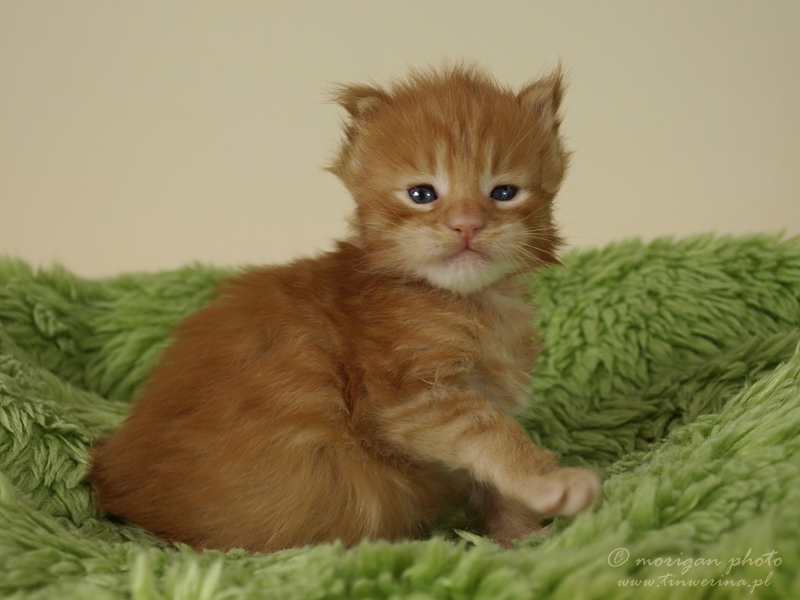 kocięta maine coon