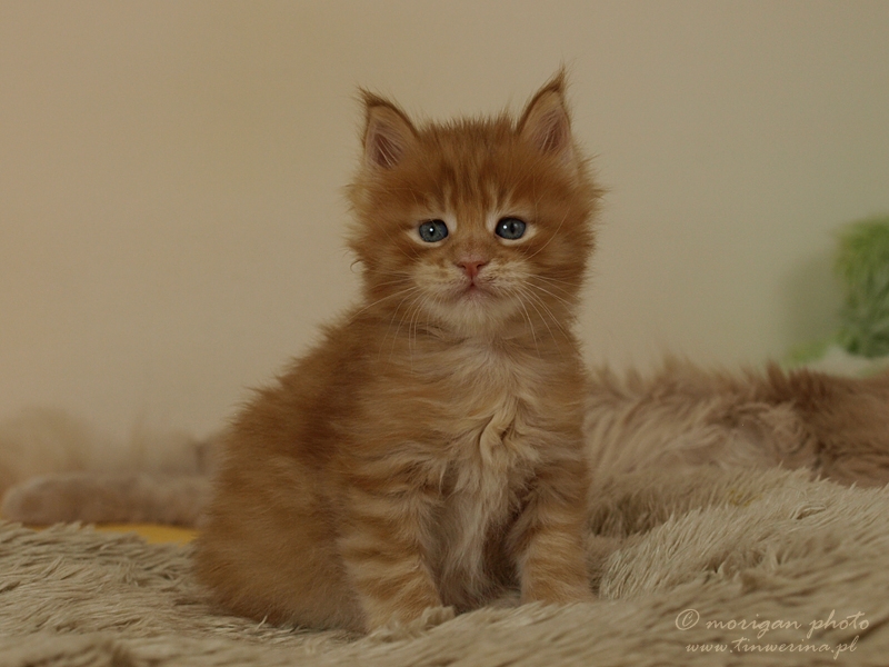 kocięta maine coon