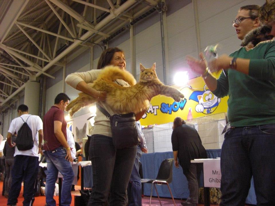kocięta maine coon